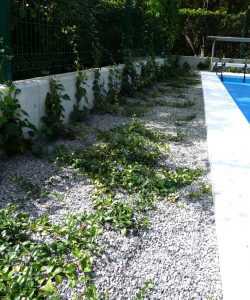 Ogród z basenem przy apartamencie.